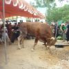 SERBA SERBI IDUL QURBAN, Selasa 10 DJULHIJJAH 1434H (15 OKT 2013