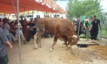 sapi limosin mau direbahkan