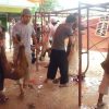 proses pengulitan kambin