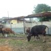 sapi nunggu antrian