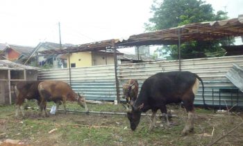sapi nunggu antrian