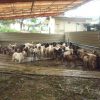 kambing-kambing siap diqurbankan