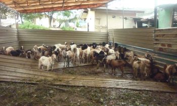 kambing-kambing siap diqurbankan
