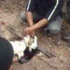 kambing mau disembelih