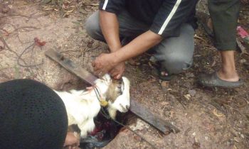 kambing mau disembelih