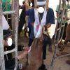 Penyembelihan hewan qurban 1433H