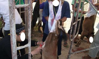 Penyembelihan hewan qurban 1433H